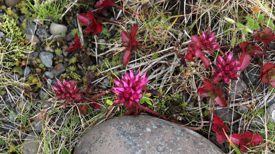 Red flower