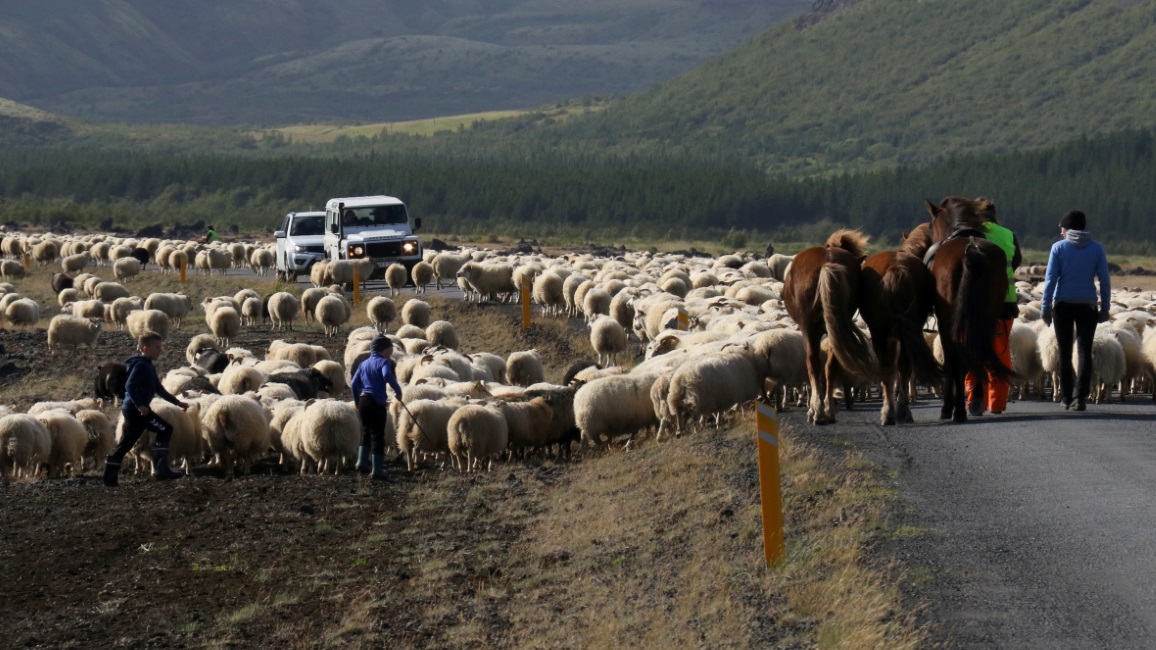 Herding sheep