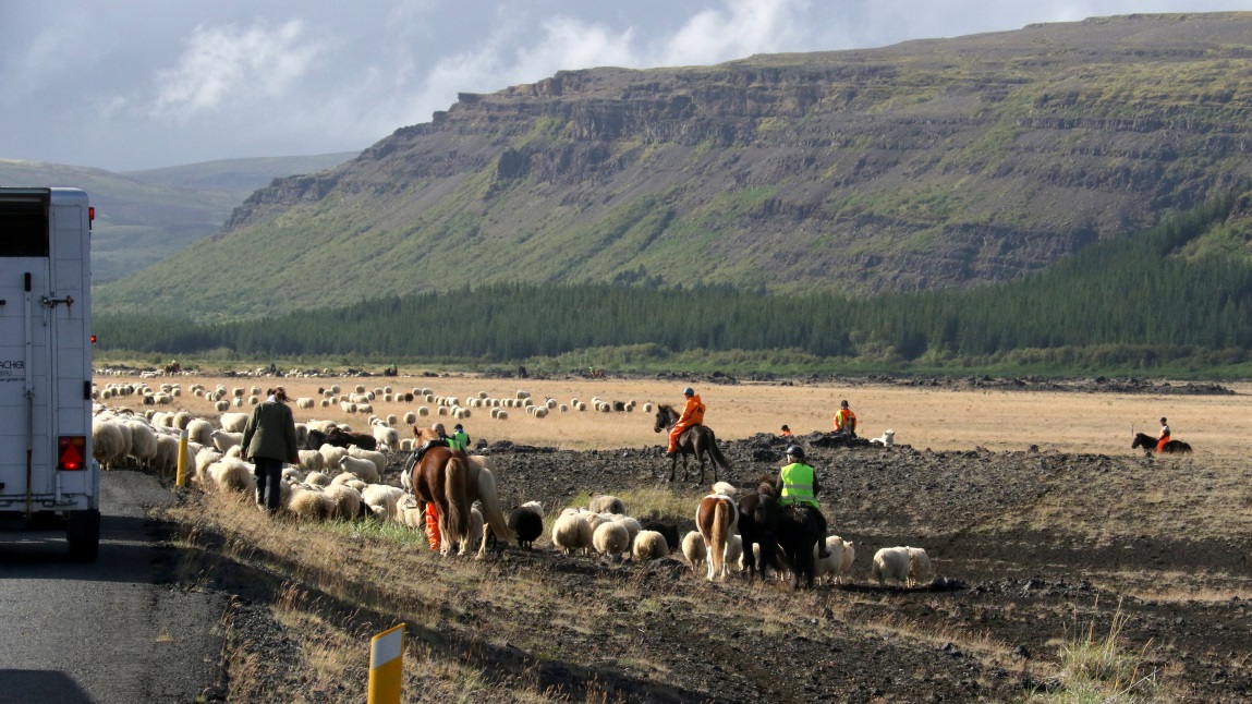 Sheep