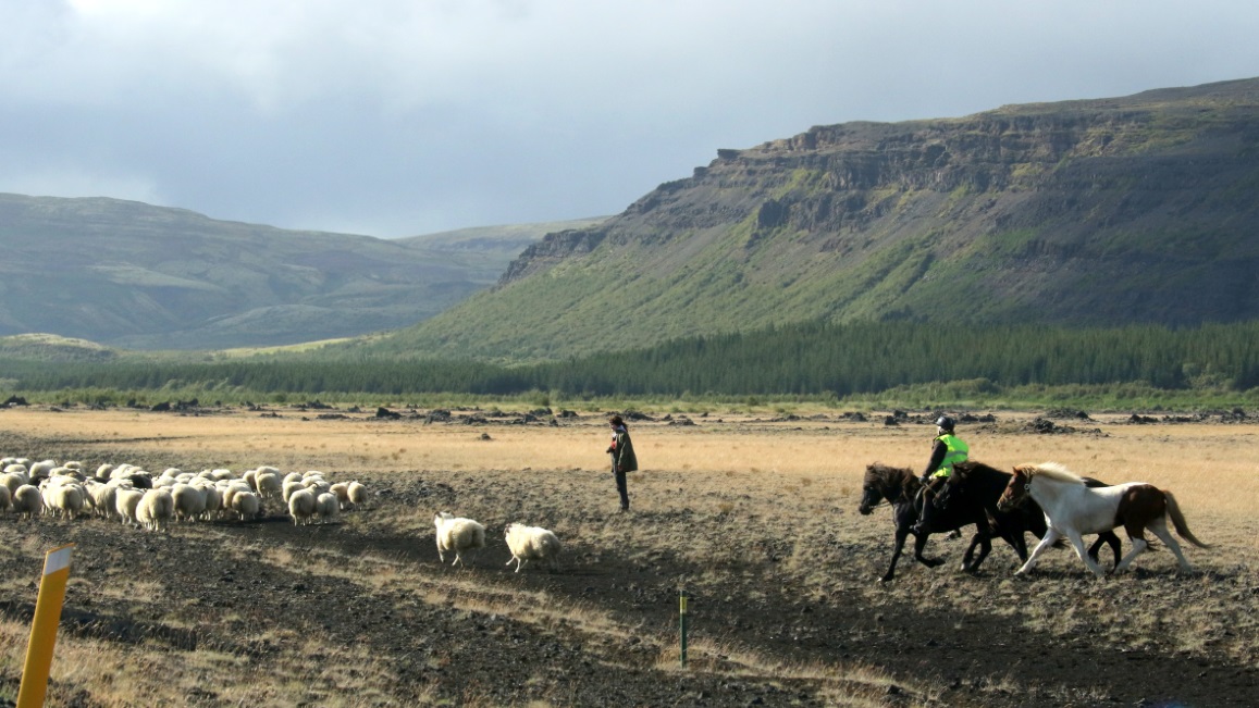 Escaped sheep