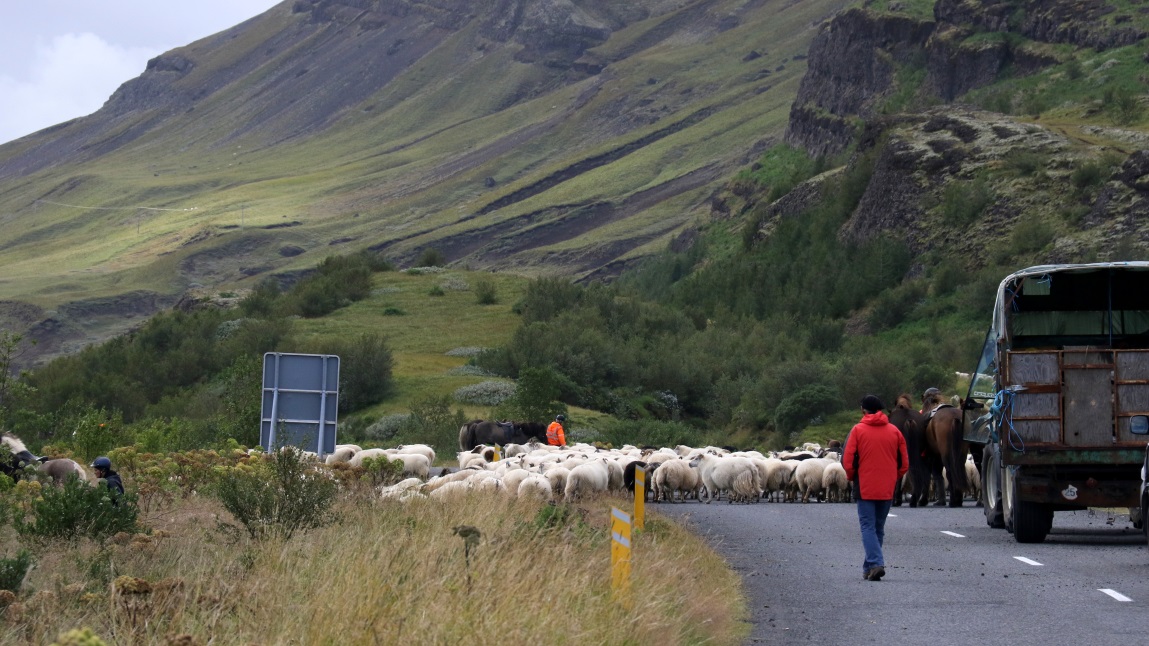 Herding sheep