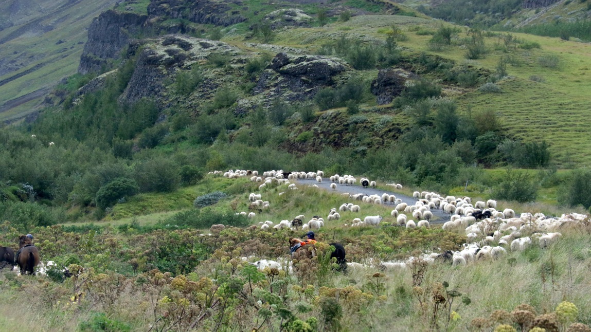 Herding sheep onto the trail