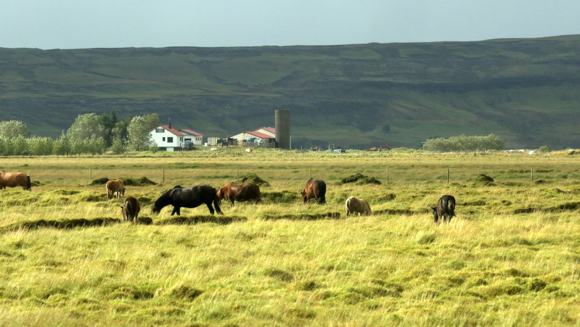 Horse farm
