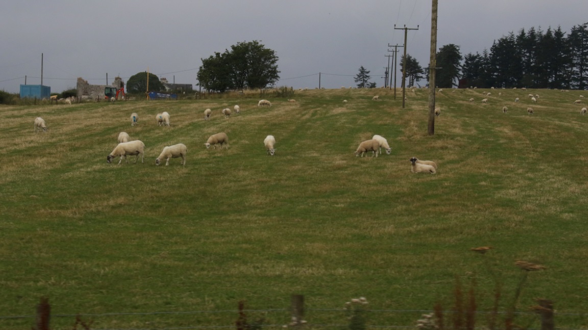 Sheep farm in Dougalston
