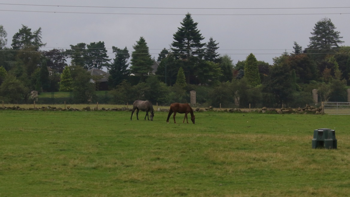 Horses in Mugdock