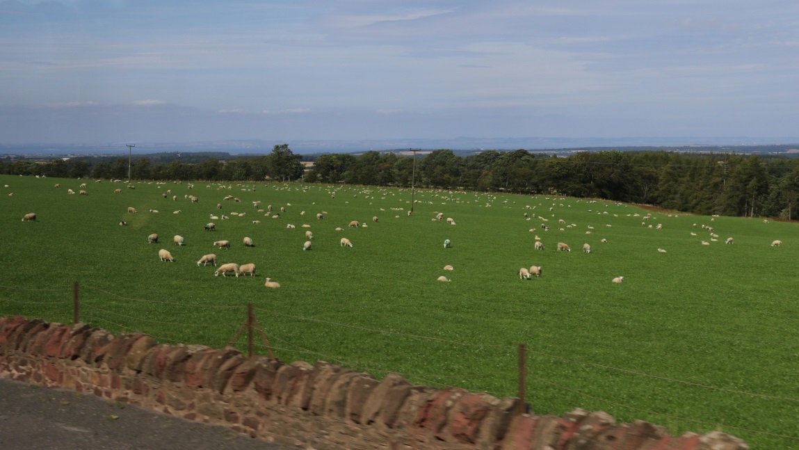 Sheep galore