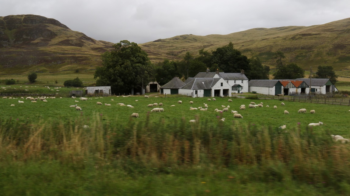 Sheep in Finegand