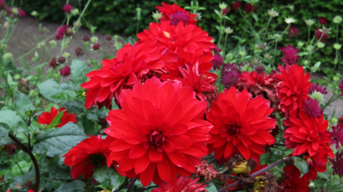 Big bright red flowers