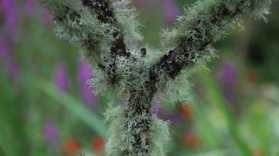 Assorted mosses