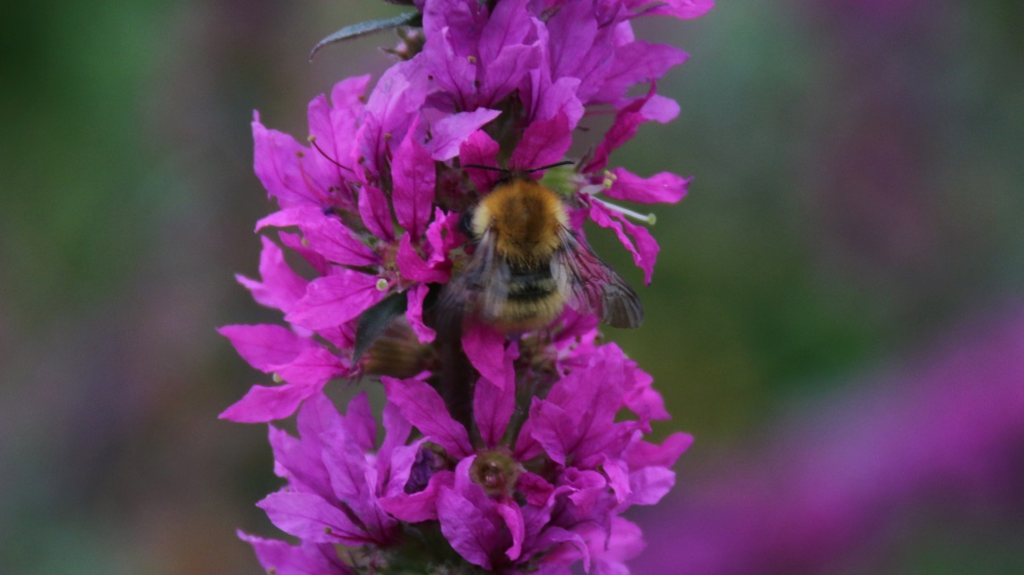 A bee keeping busy