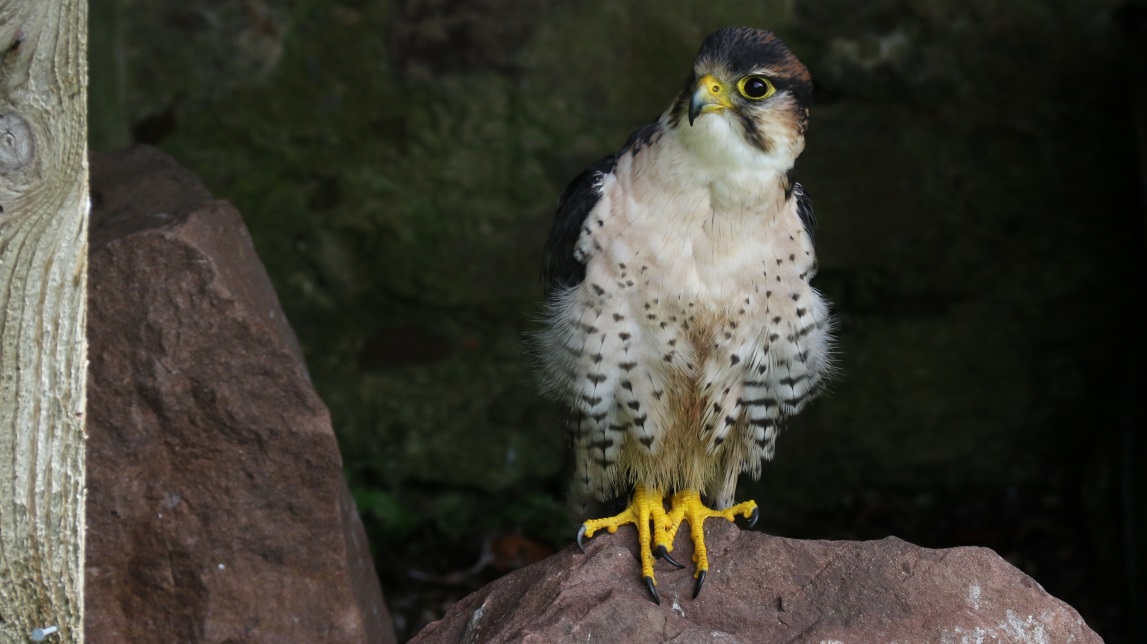 Lanner Falcon