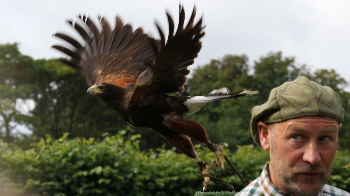 Hawk taking off