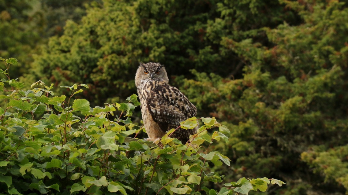 Owl watching from nearby