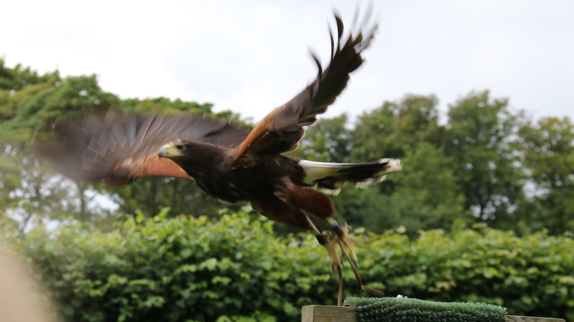 Hawk taking off