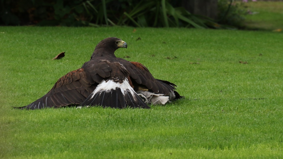 Hawk has caught a fake rabbit