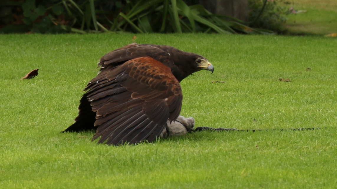 Hawk guarding his catch