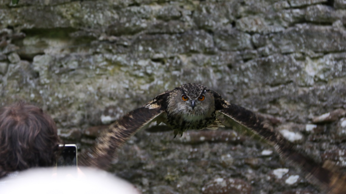 Owl making his low flight