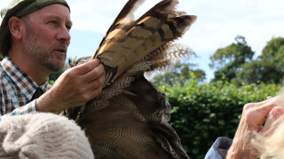 Owl's flight feathers