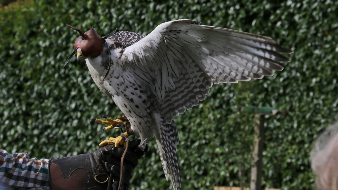 Falcon showing his wings and claws