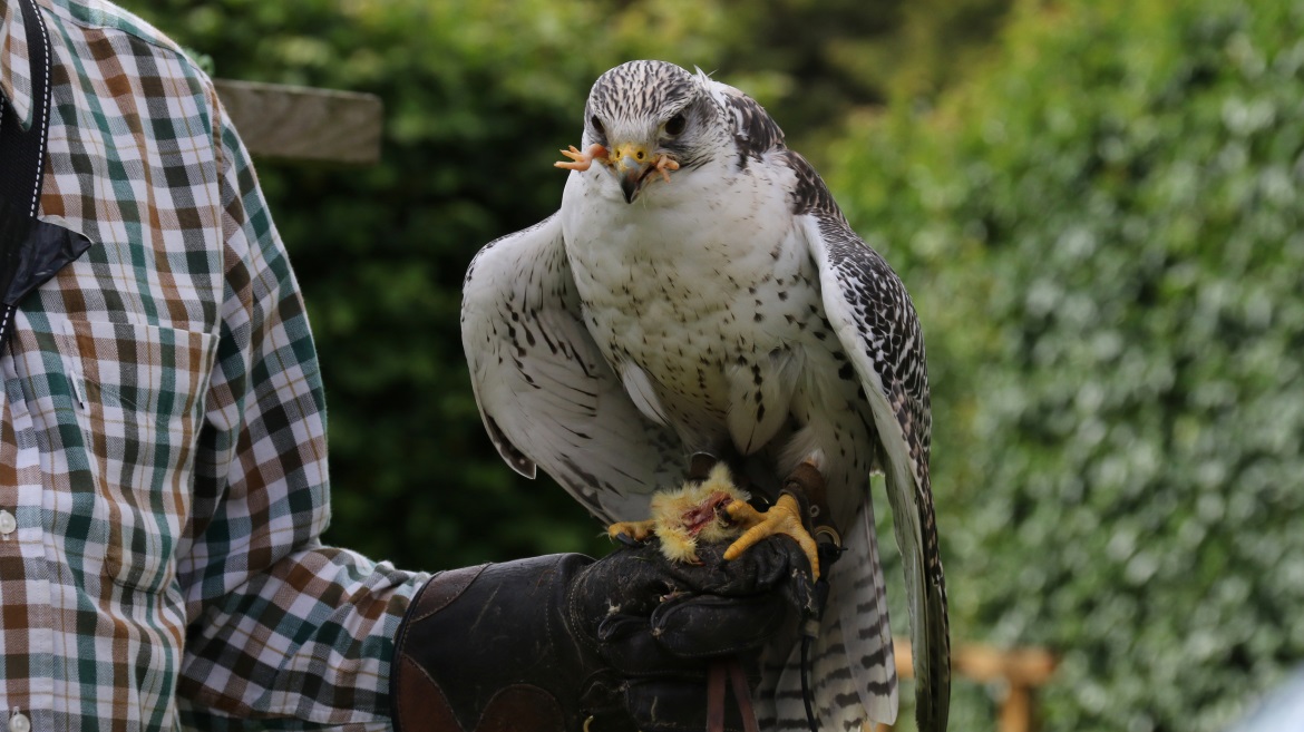 Falcon is rewarded