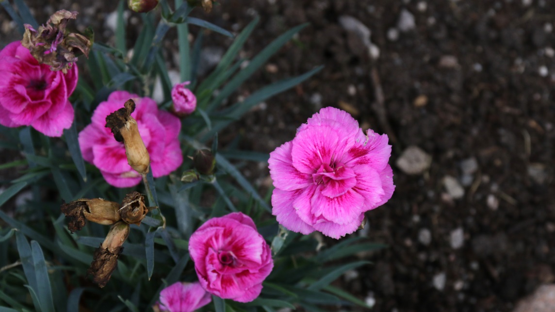 Pink flowers
