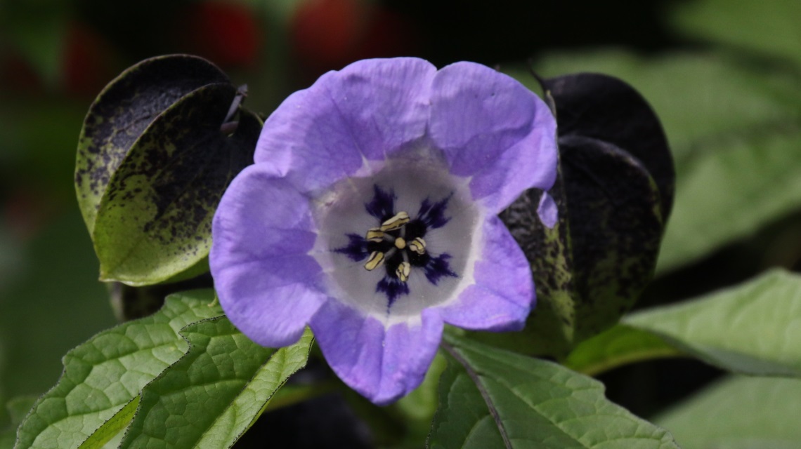 Another interesting flower