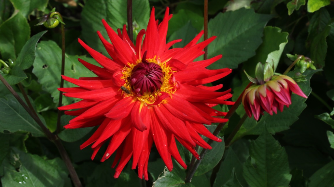 Large red flower