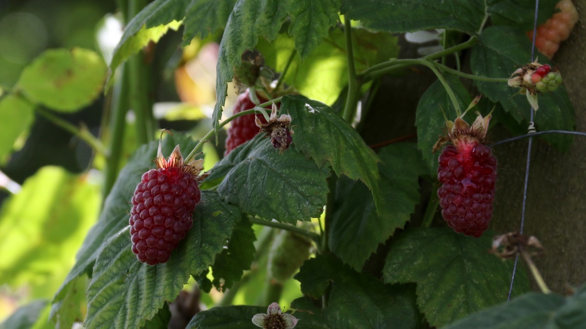 Tasty berries