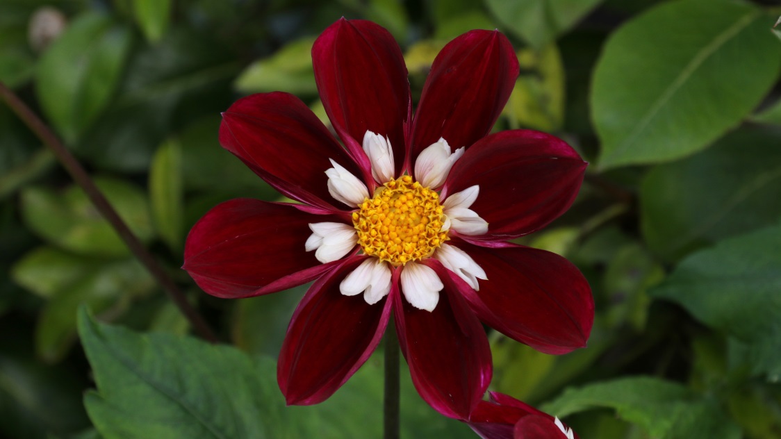 Another neat flower