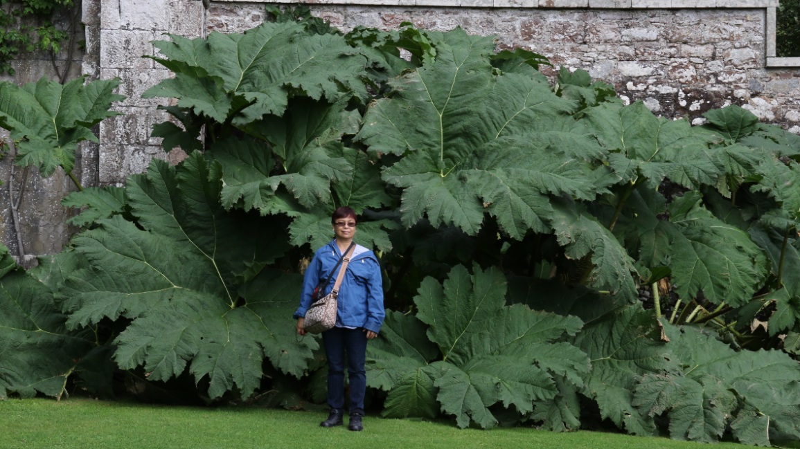 Another giant Giant Rhubarb