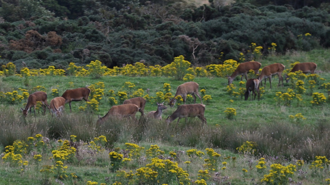 Red deer in Latheronwheel