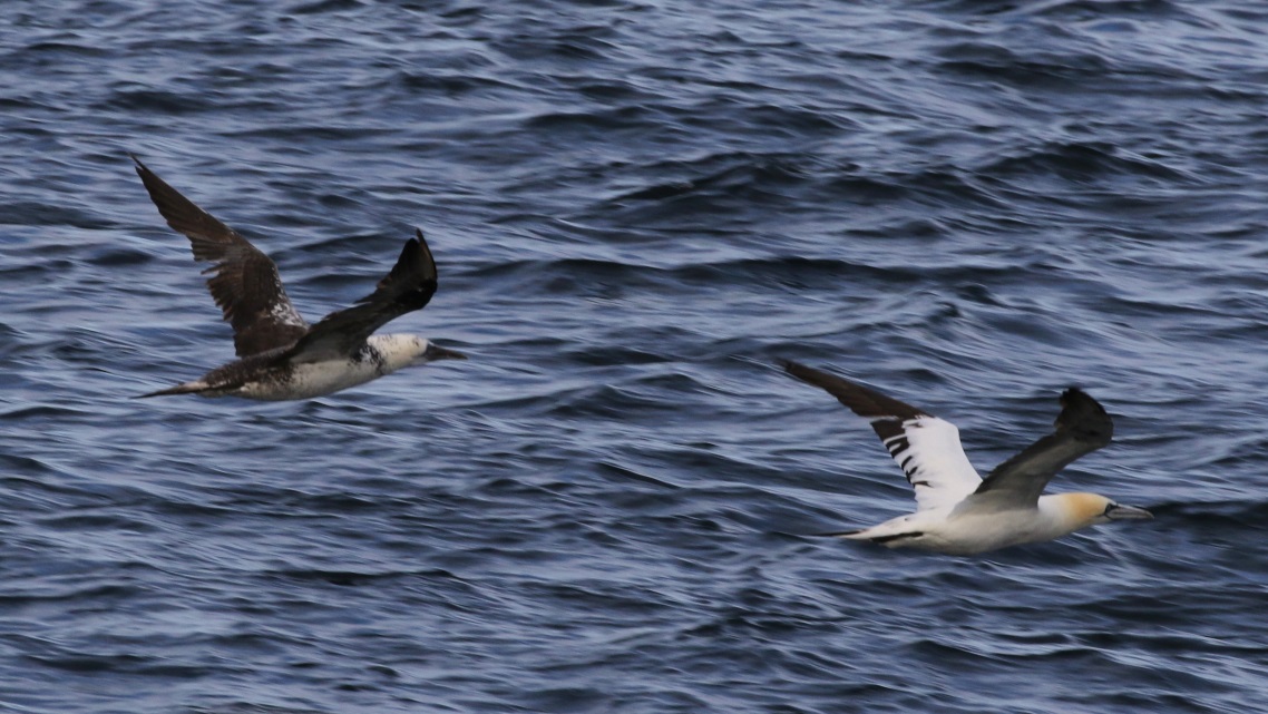 Pair of gannets