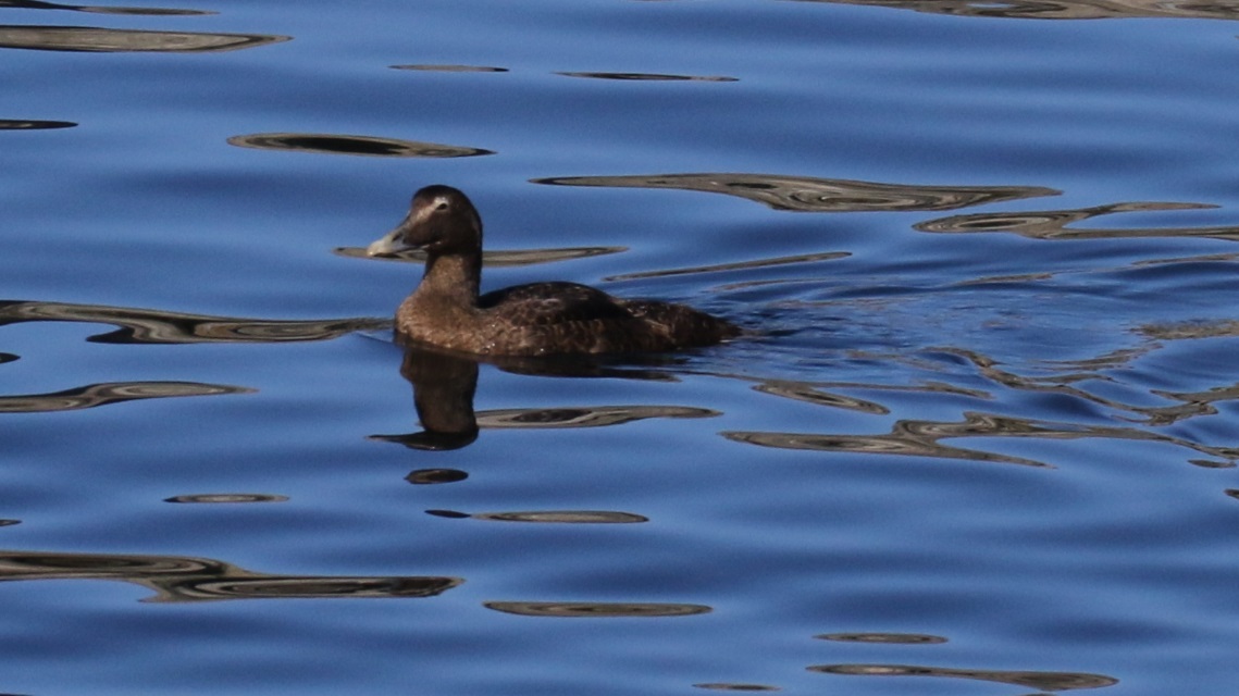 Duck near the ferry