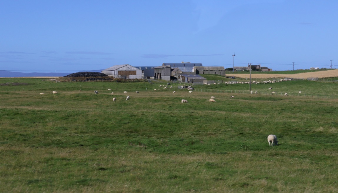 Sheep farm in North Dawn