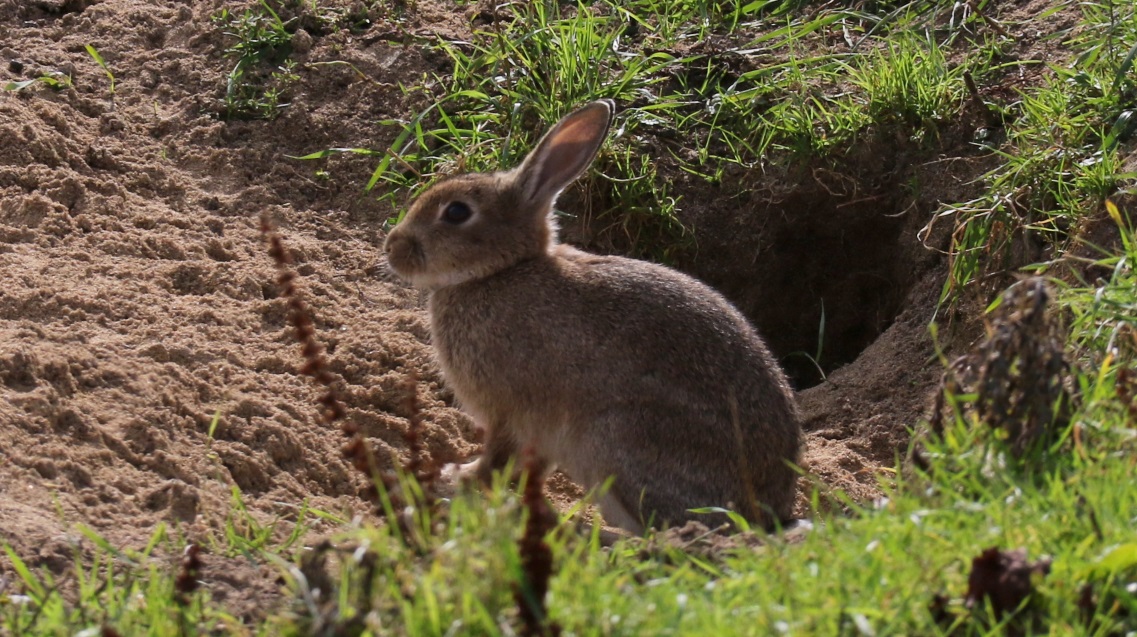 Abundant rabbits