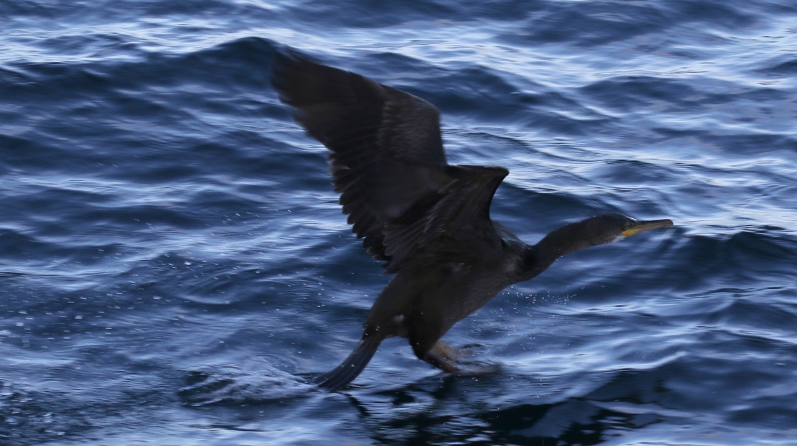 Cormorant taking off