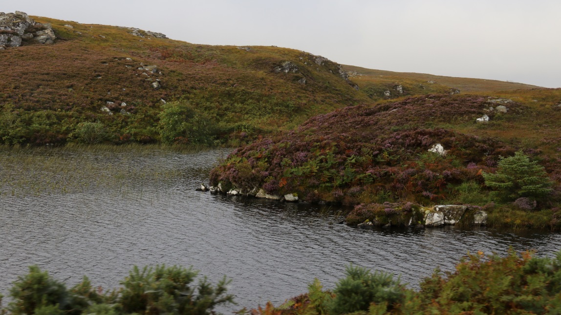 Small lake with colorful foliage
