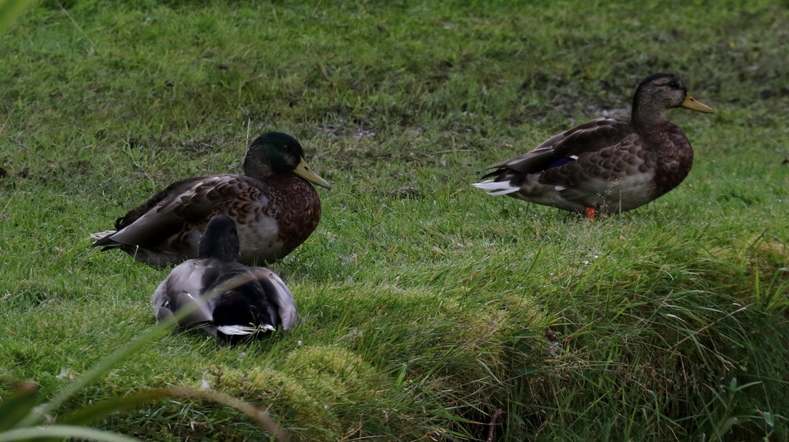 Ducks in Achnasheen