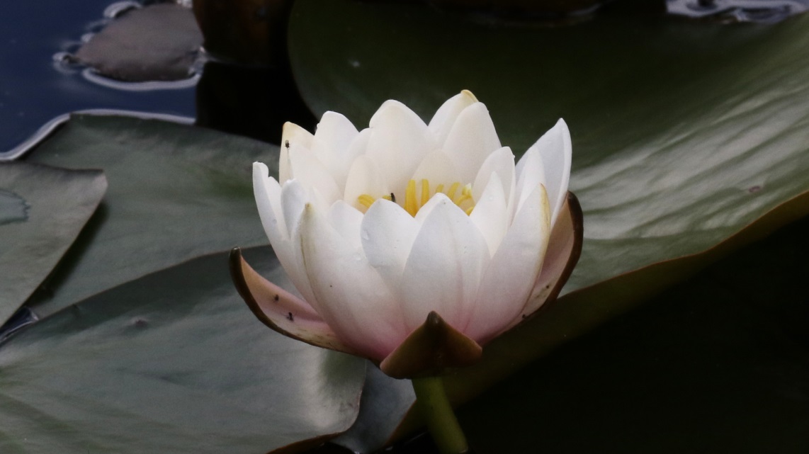 Water lily