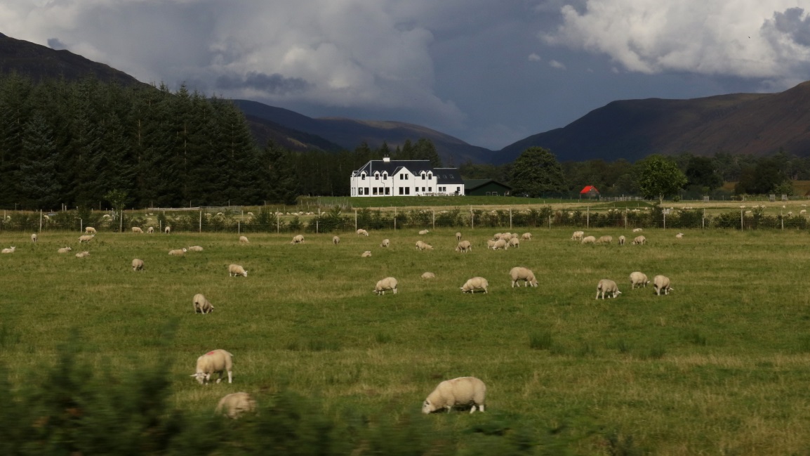 Sheep and huge house in New Kelso