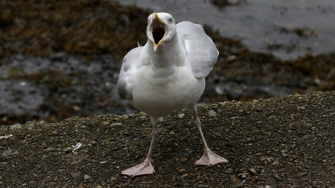 Gull requesting a treat