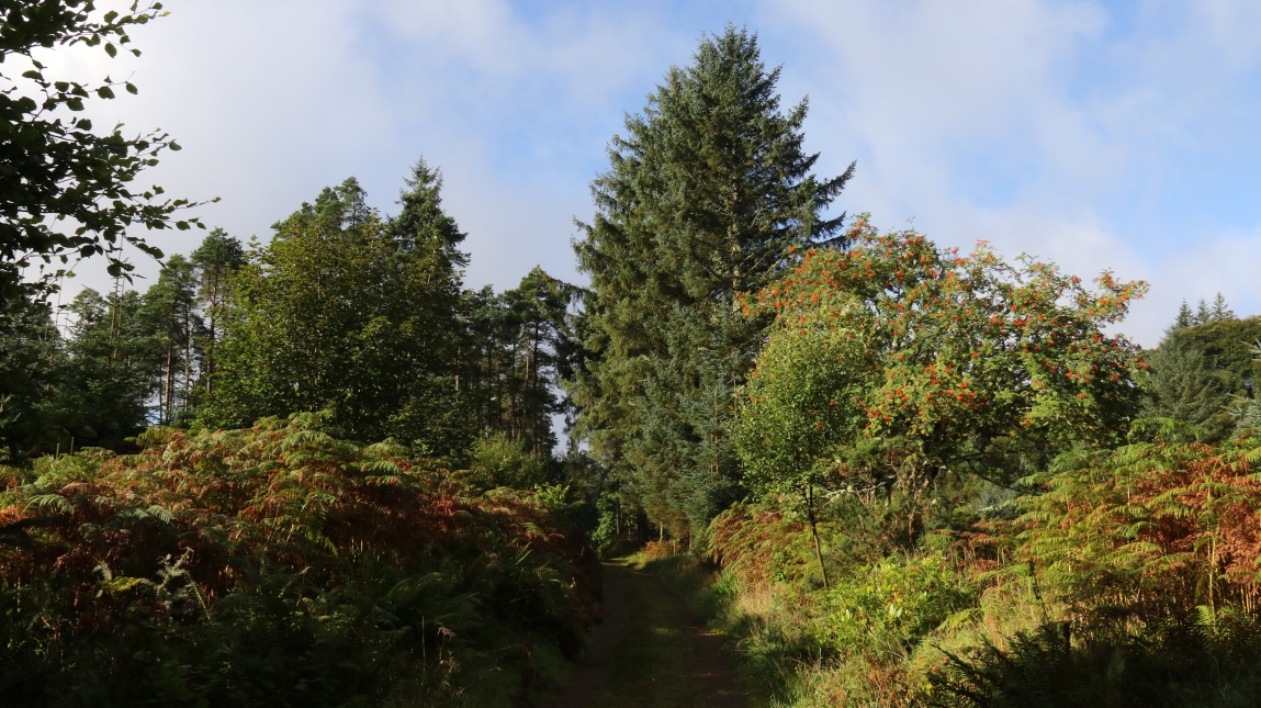 Foliage gets more colorful