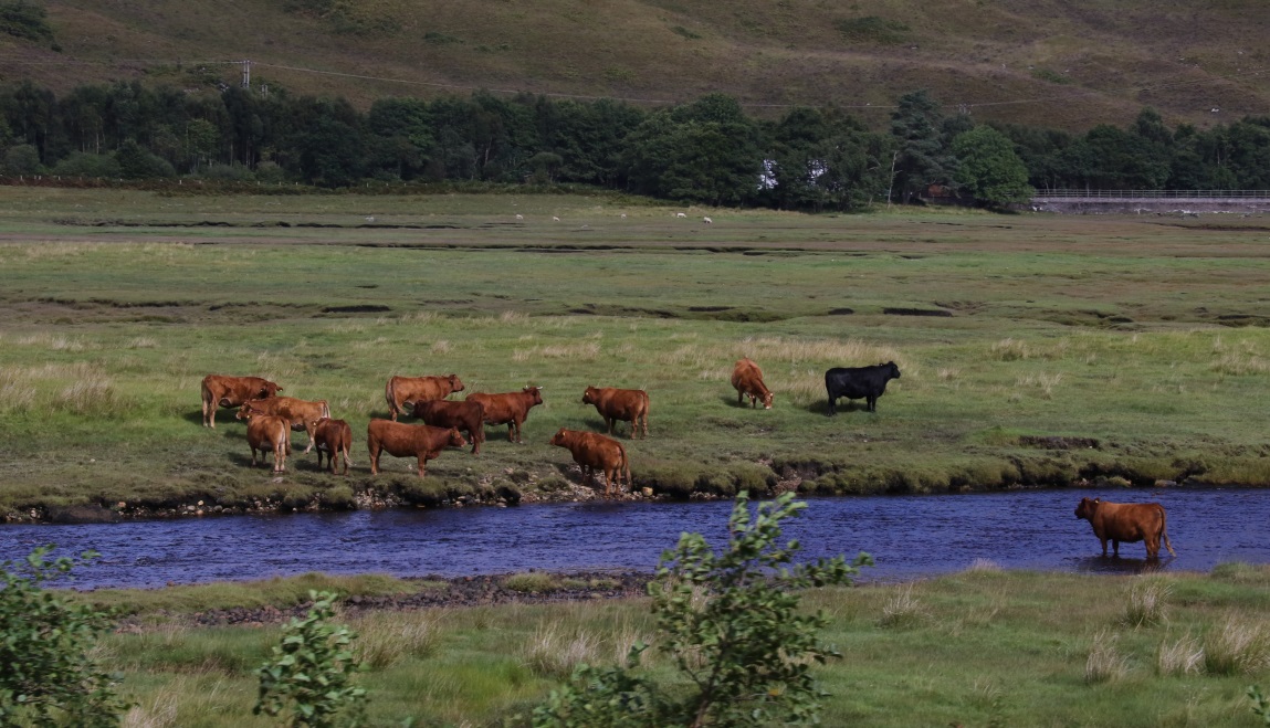 Cows exploring a stream