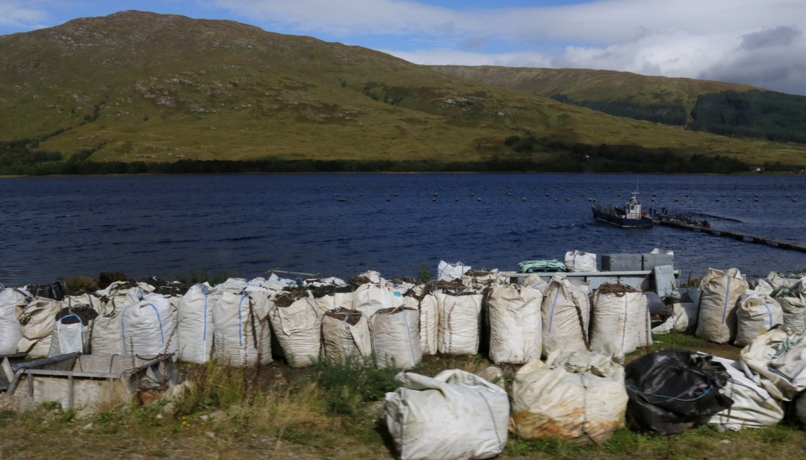 Bags of mussel shells