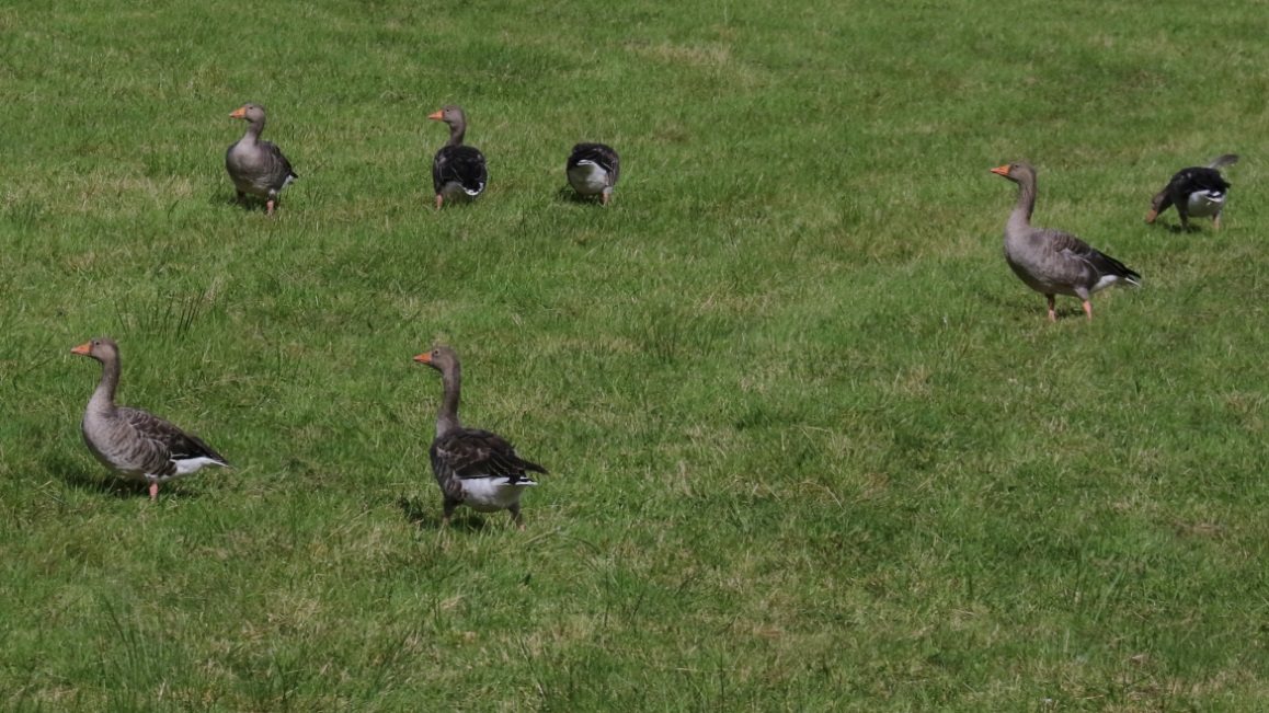 Greylag geese