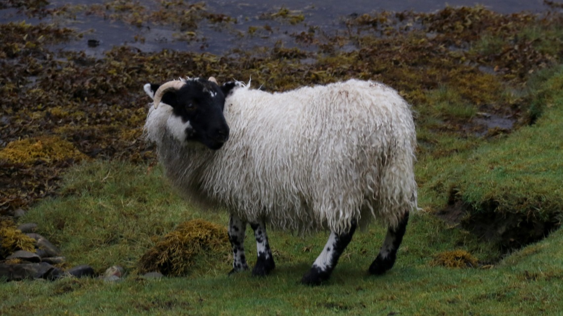 Sheep ready for a trim