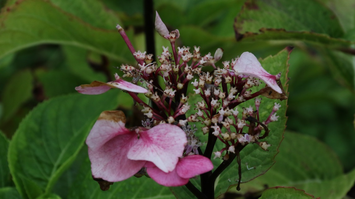 Flower at the end of the season