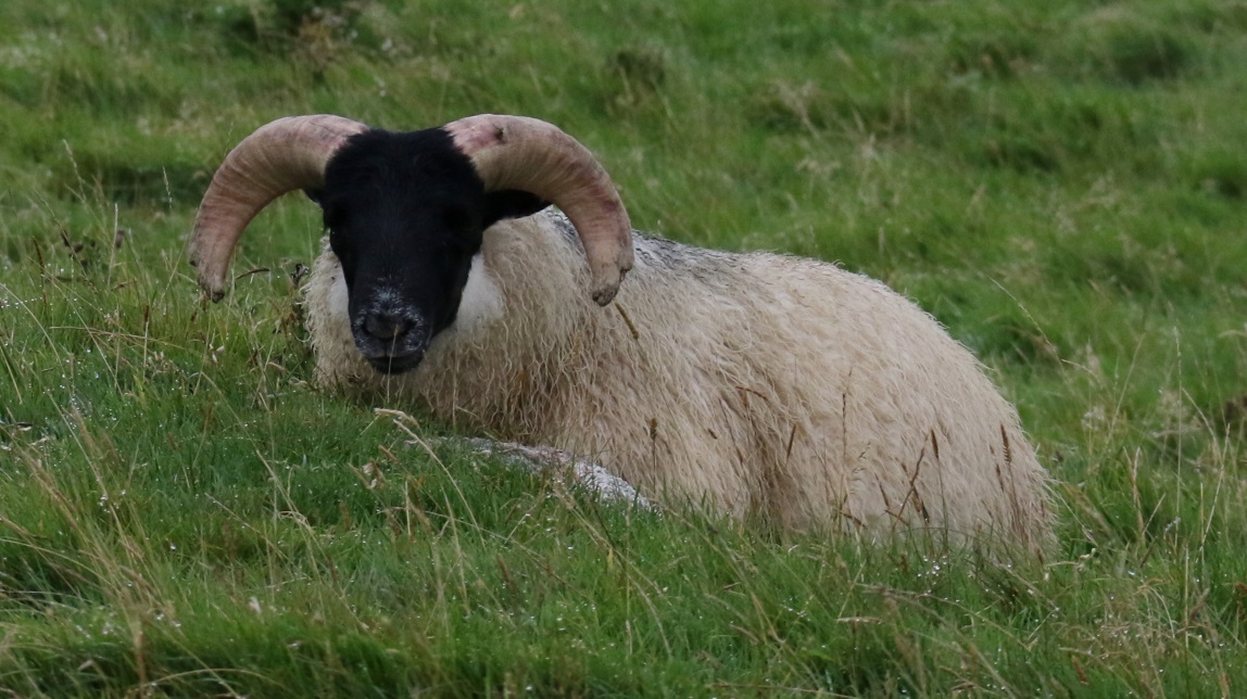 Relaxing in the grass