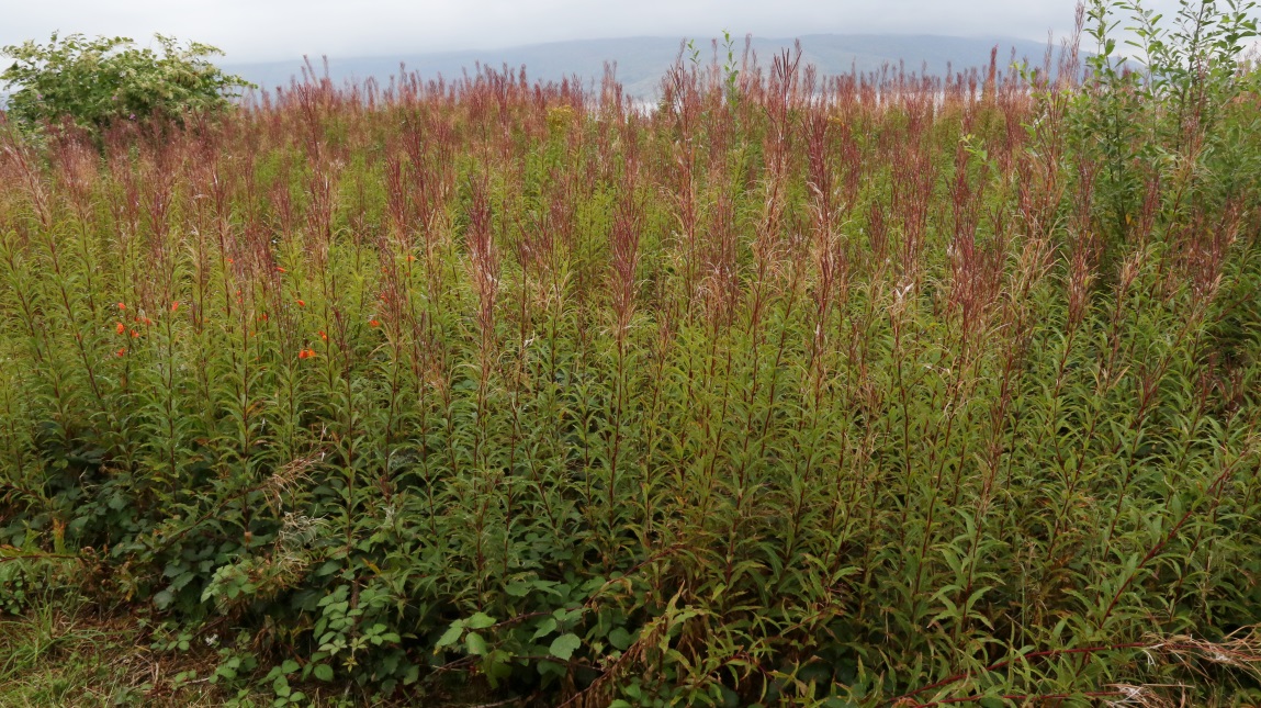 Fireweed