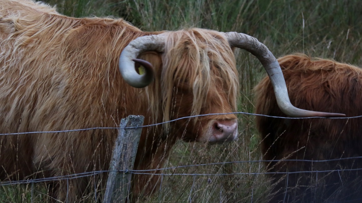 Hippie highland cow